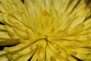 NISAはどこで開設すべきかを徹底解説しますか？