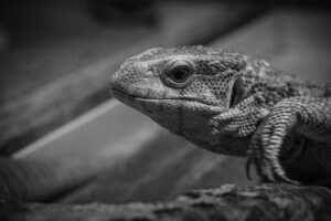 つみたてNISAに最適な無料アプリはどれですか？