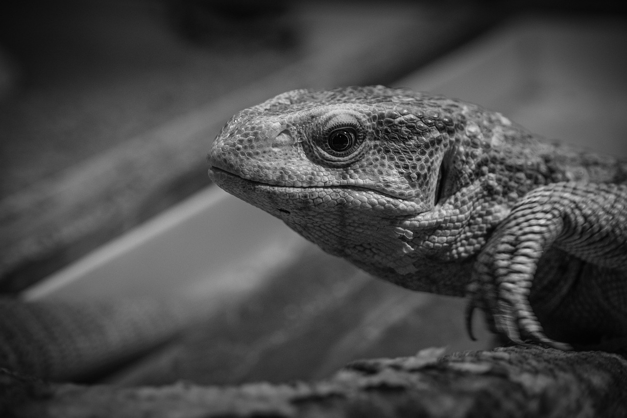 つみたてNISAに最適な無料アプリはどれですか？